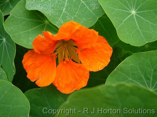 Nasturtium orange 